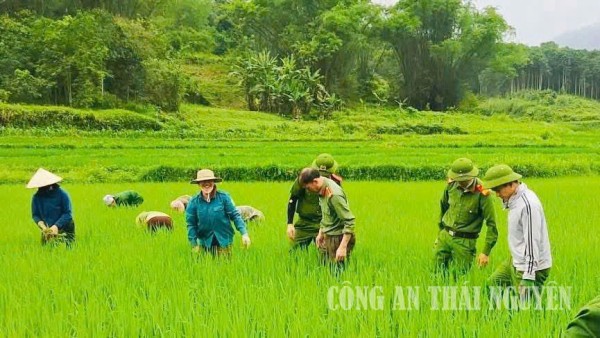 Công an xã Văn Lang cùng Nhân dân làm cỏ ruộng tại thôn Nà Lẹng, Văn Lang.