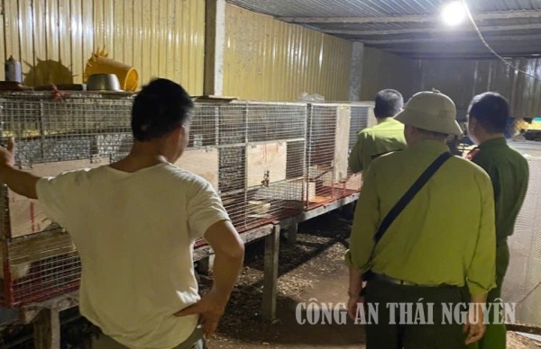Cán bộ Công an xã và Hạt Kiểm lâm số 14 kiểm tra tại khu vực nuôi nhốt động vật hoang dã của hộ chăn nuôi