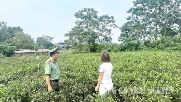 Bảo đảm an ninh, môi trường đầu tư, sản xuất, kinh doanh lành mạnh ngành chè.