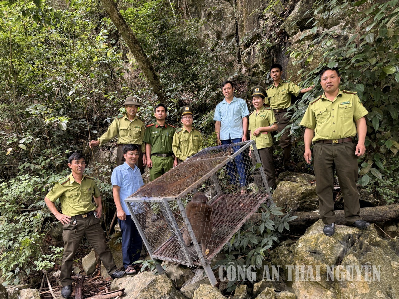 Công an xã Cẩm Giàng phối hợp tiếp nhận, thả cá thể khỉ vàng hoang dã về môi trường tự nhiên.