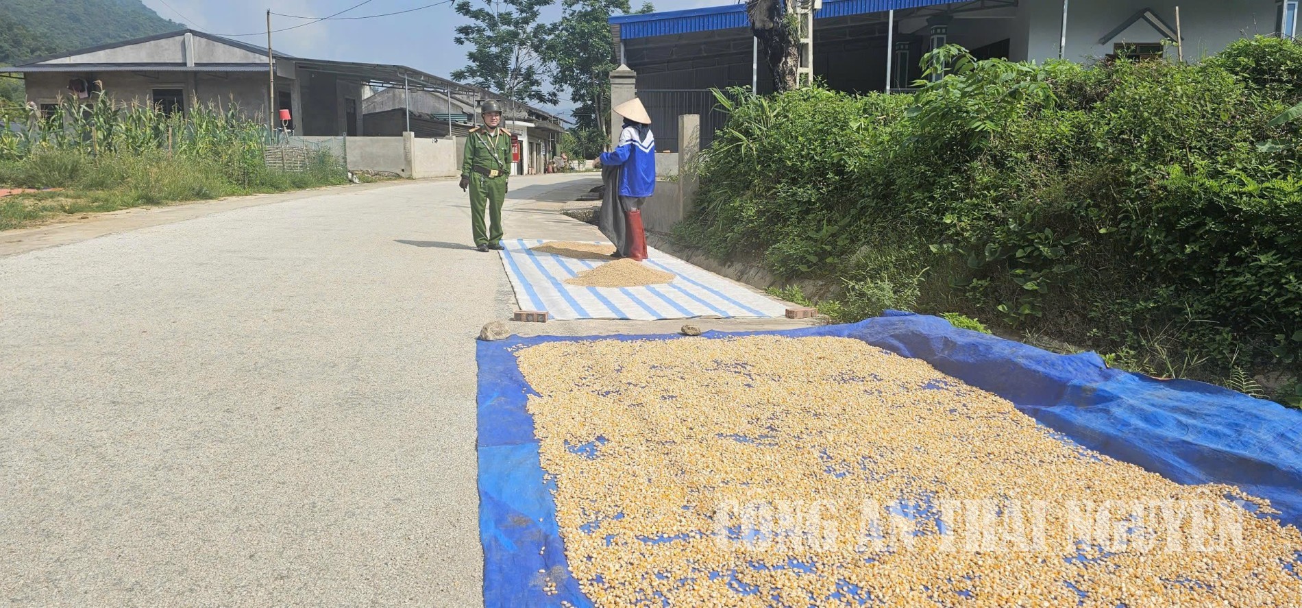 Đồng Phúc nhắc nhở người dân phơi thóc
