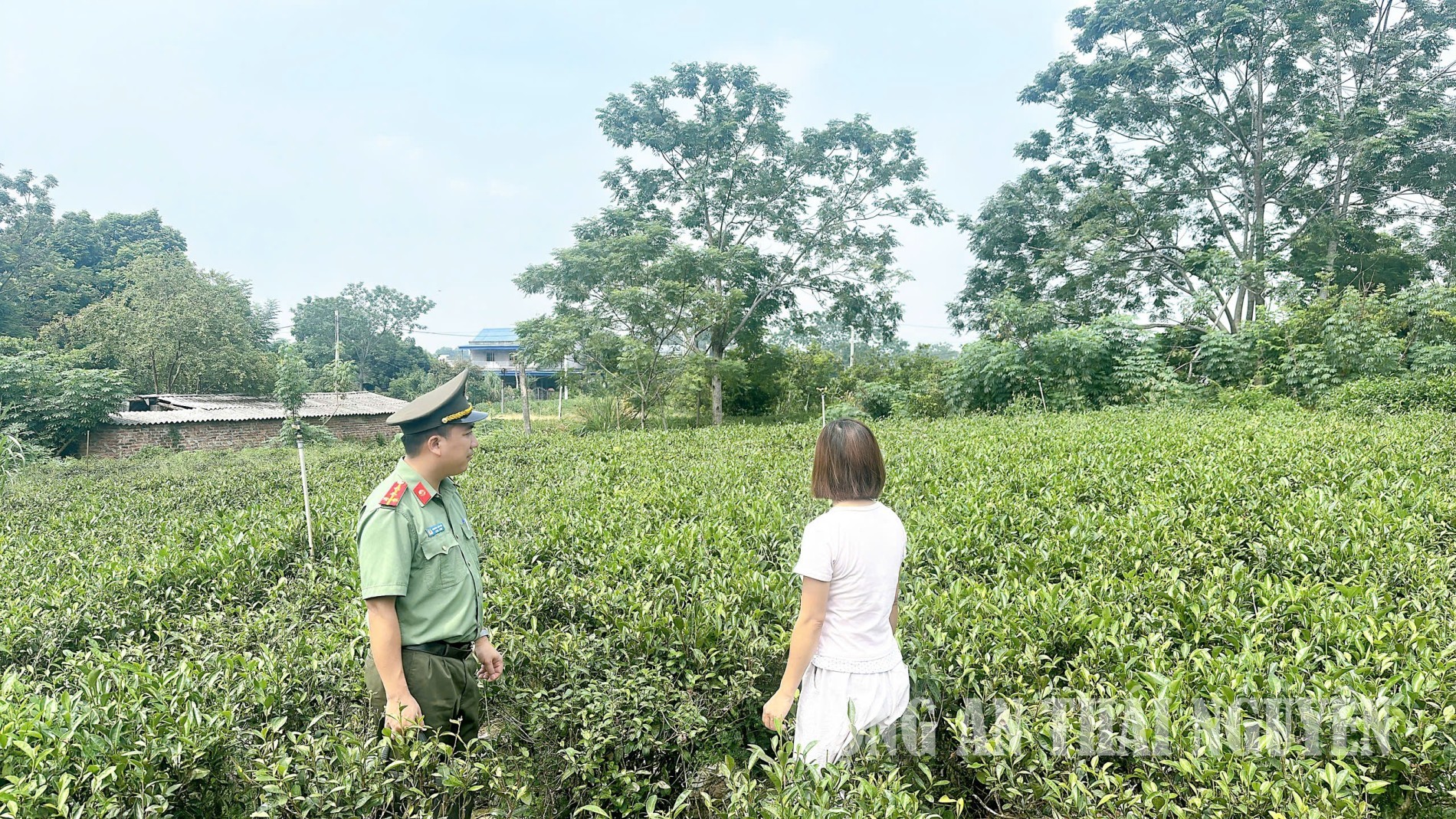 Bảo đảm an ninh, môi trường đầu tư, sản xuất, kinh doanh lành mạnh ngành chè.
