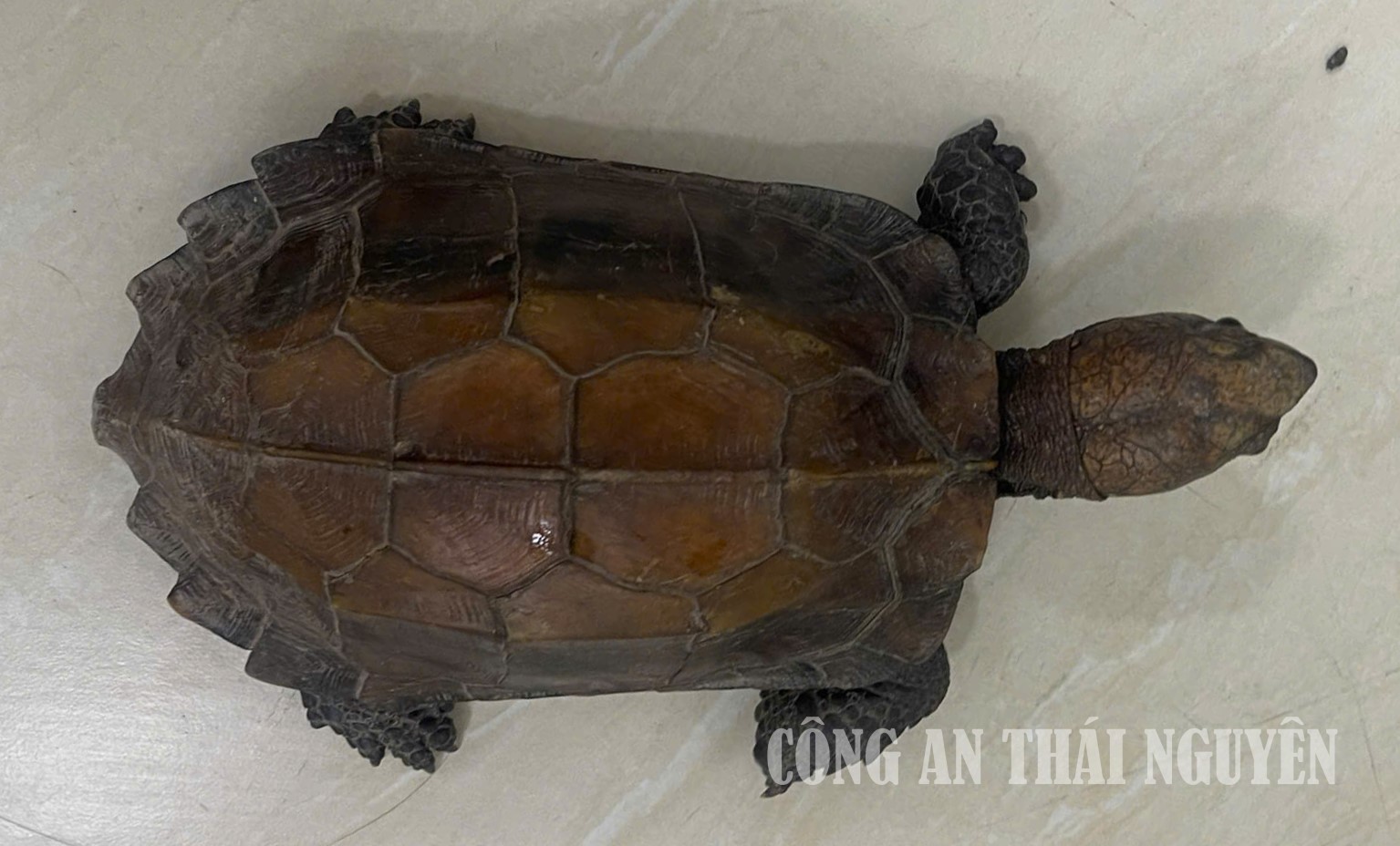 Rùa Tân cương