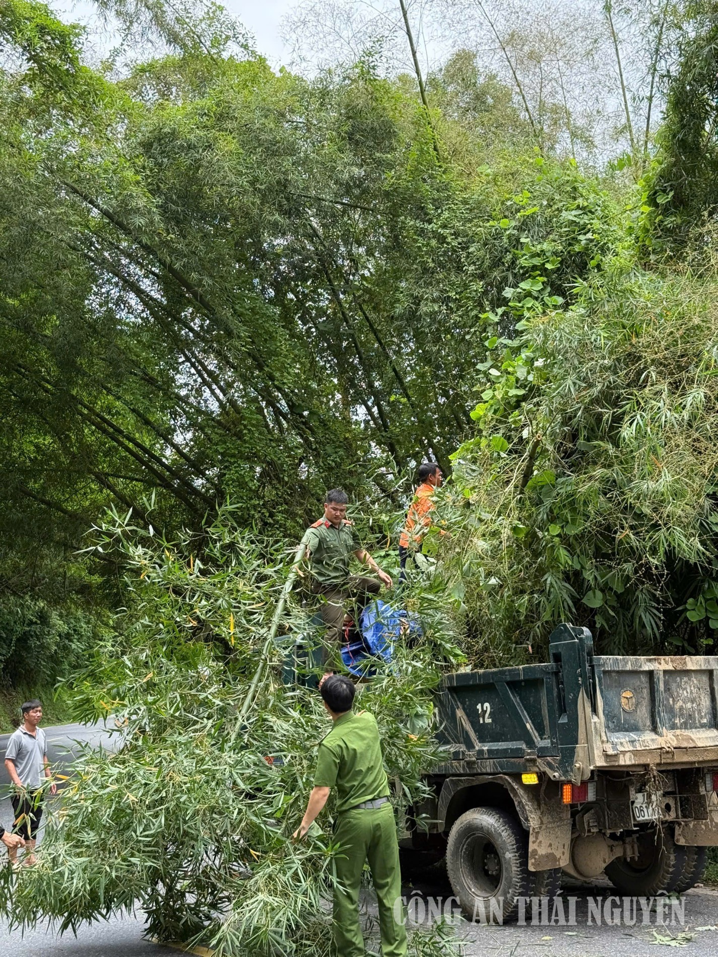 Tân kỳ dọn cây