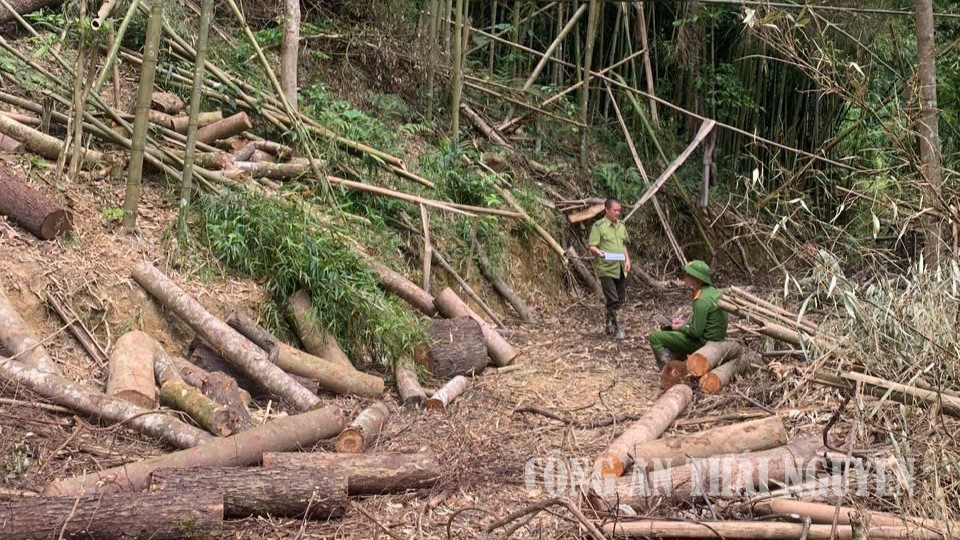 Phòng Cảnh sát kinh tế làm rõ vụ khai thác trái phép gỗ tự nhiên.