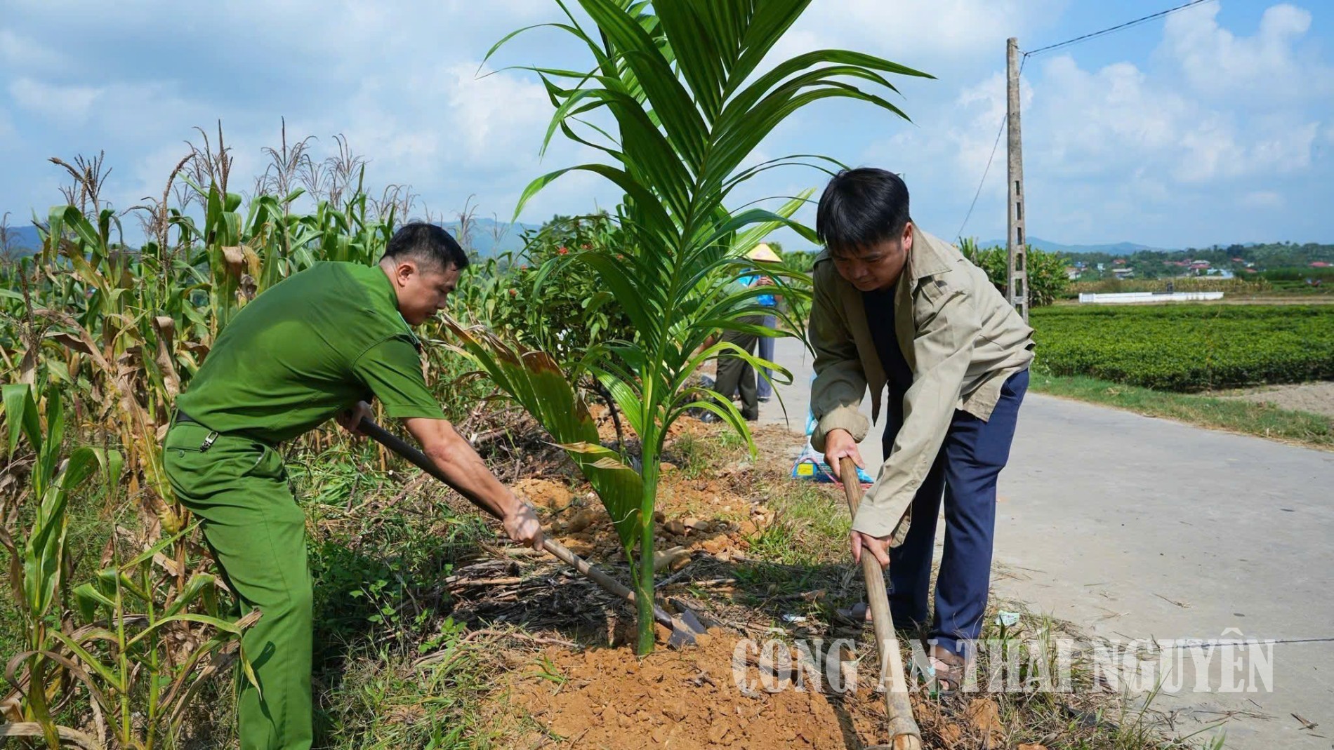 BY ảnh 1 bài viết trồng cây NTM