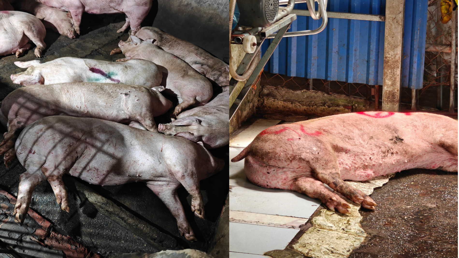 Tang vật của vụ án